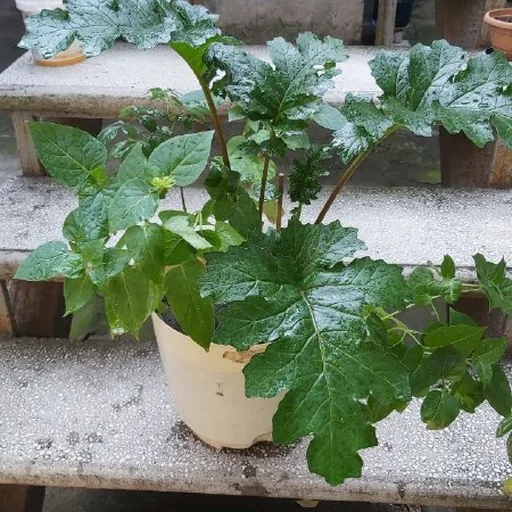 Акантус