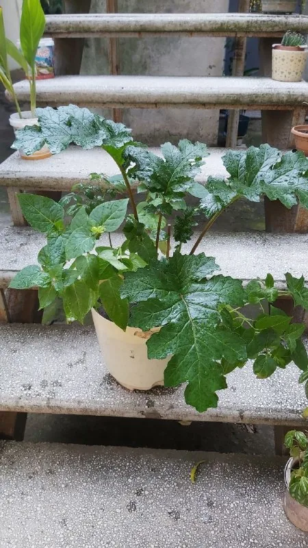 Акантус
