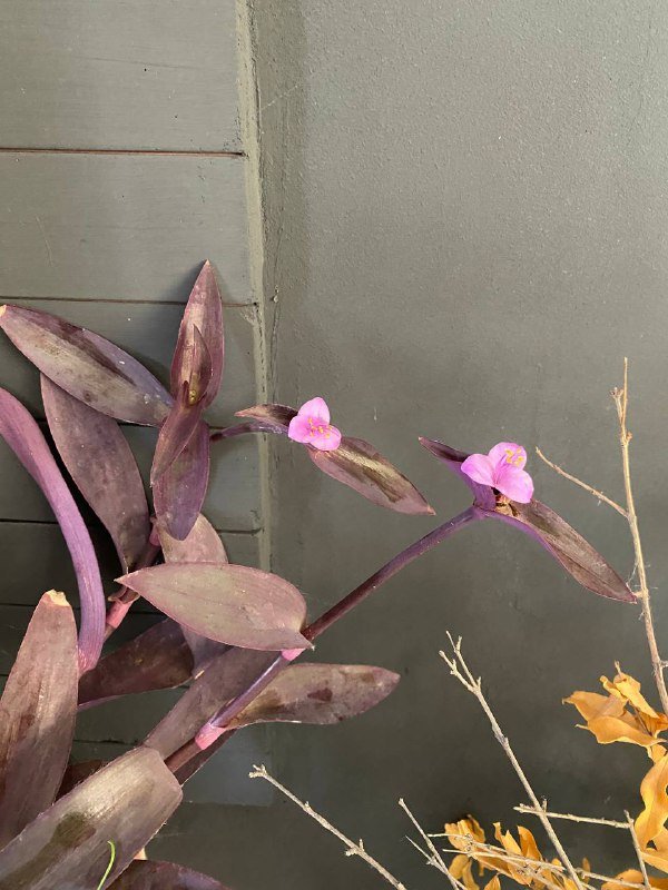 Традесканция растение 2