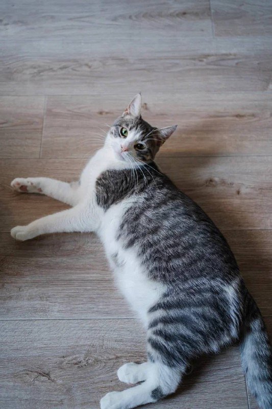 Кошка Гаечка ищет дом 5