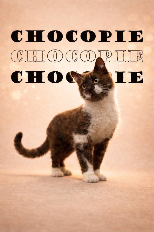 Кошка Чокопай шоколадного окраса для дома