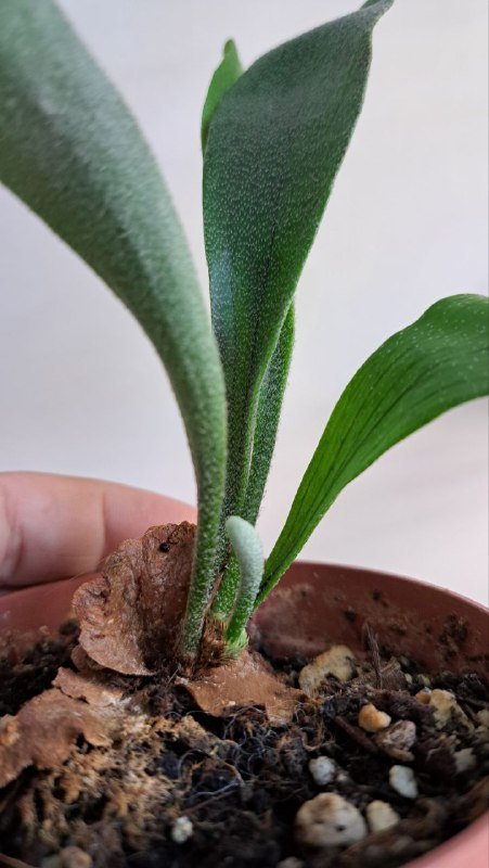 Аглаонема, коладиум, пиннатум марбл, алоказия, платицериум, хойя, монстера 8