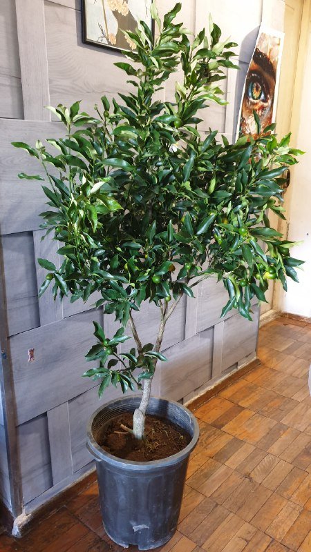 Кумкват с большим количеством плодов высота 160 см