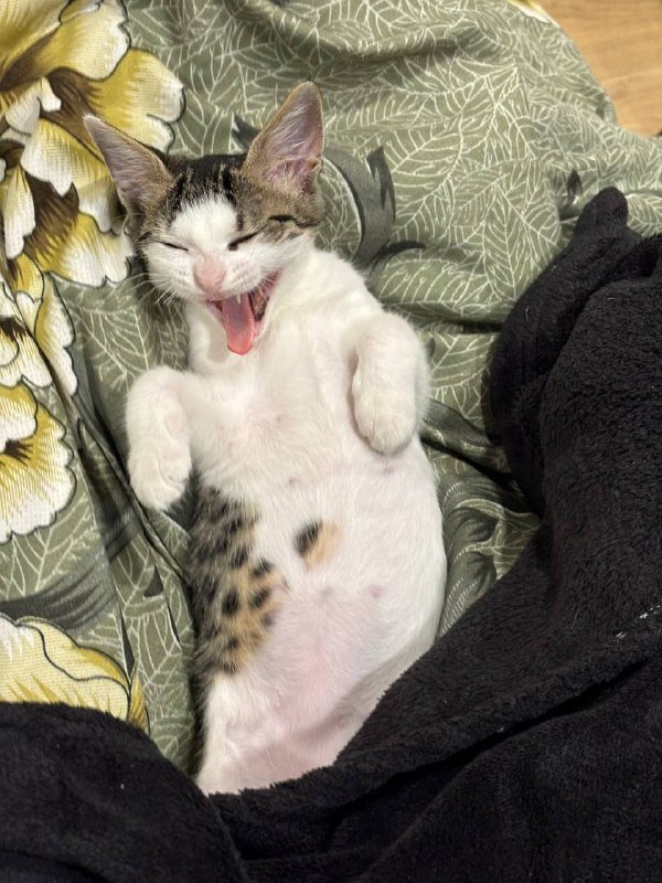 Котенок Микроба для добрых рук 6