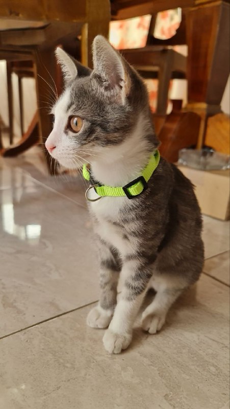 Котенок ручной, 3 месяца, с лотком 3