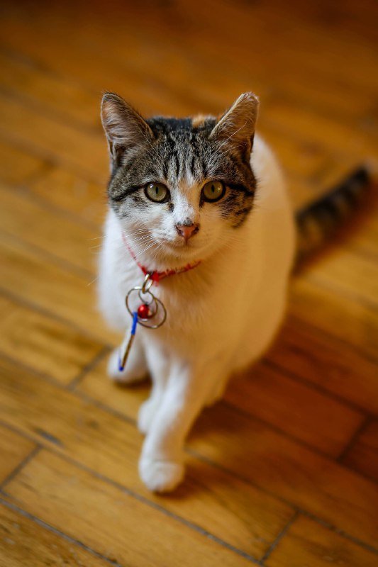 Кошка Пенка в добрые руки