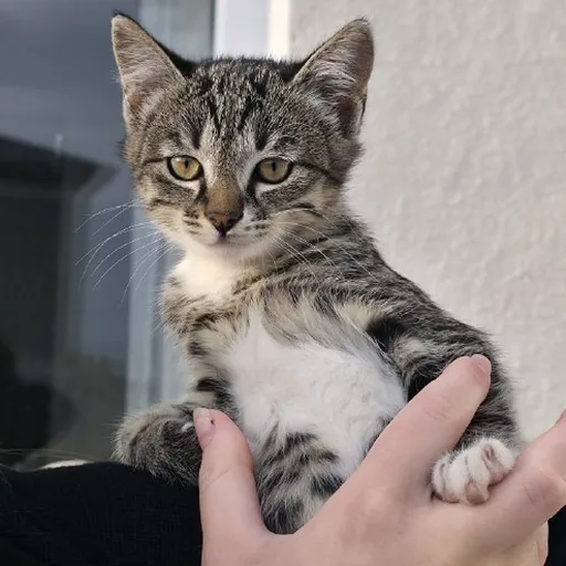 Котенок Фазя ищет дом