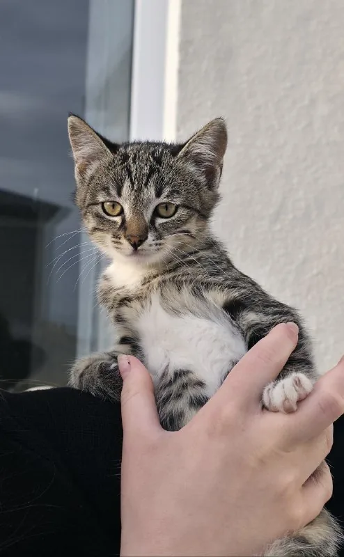 Котенок Фазя ищет дом 1