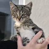 Котенок Фазя ищет дом 1