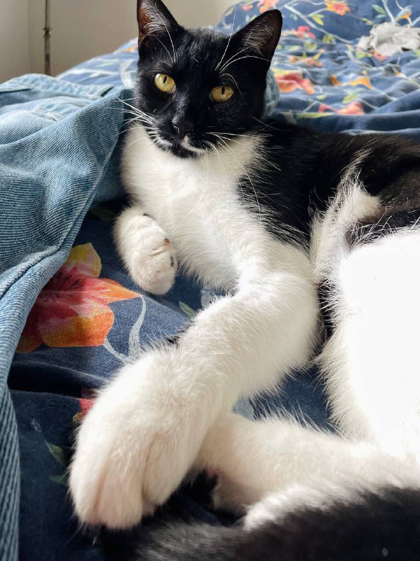 Маленькая кошка для дома