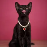 Котенок, девочка 2