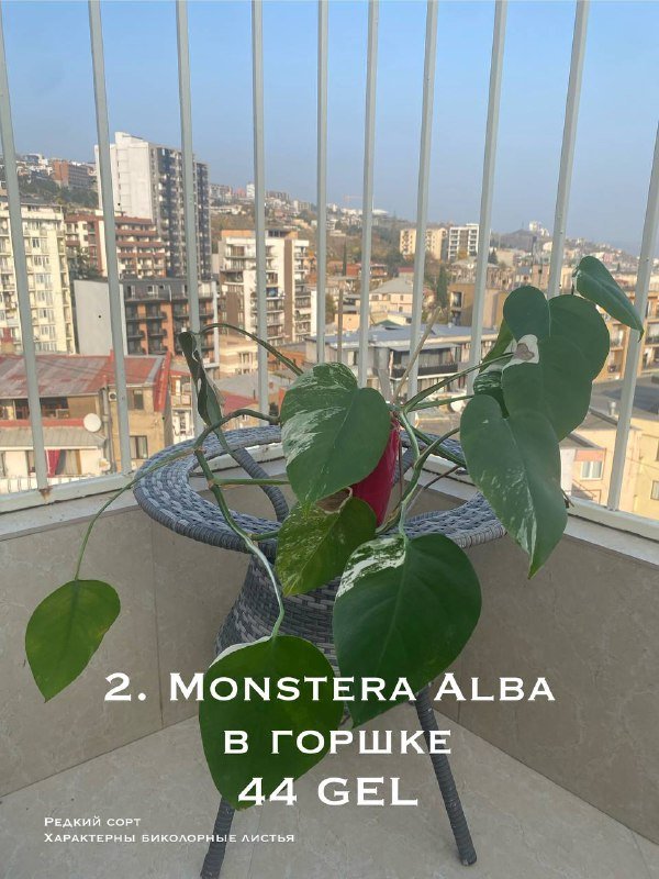 Цветы в горшках 7