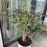 Комнатные цветы 6