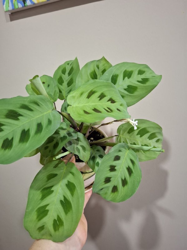 Папоротник, фикус, строманта, традесканция, монстера, косая монстера мини 7