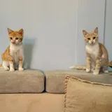 Котята Пряник и Печенька 4