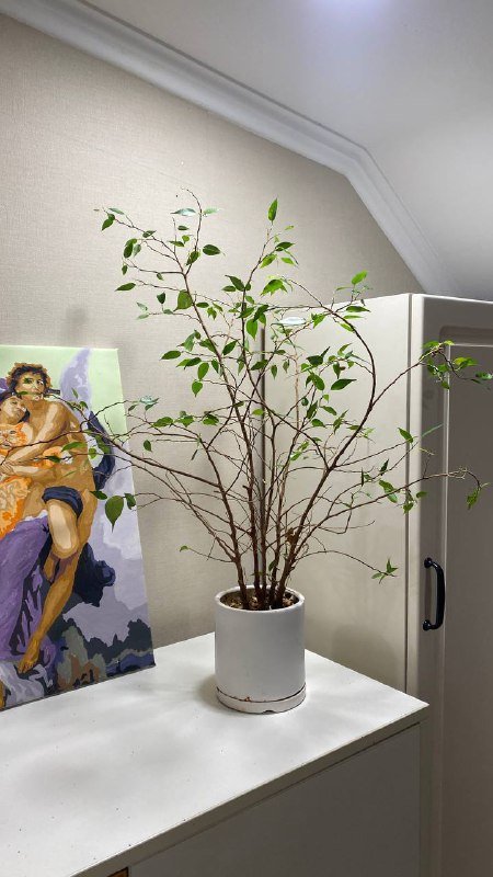 Фикус Бенджамина с рекомендациями от садовника