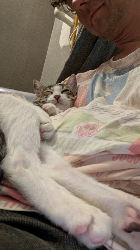 Котёнок Кит, 4,5 месяца, ищет дом 3