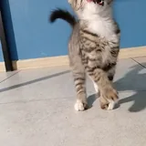 Котята 9