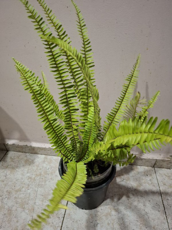 Монстеры разных размеров, рафидофора, папоротник, суккуленты, роули 3