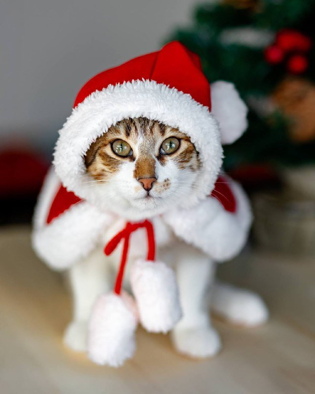 Котёнок Веня для нового дома 3