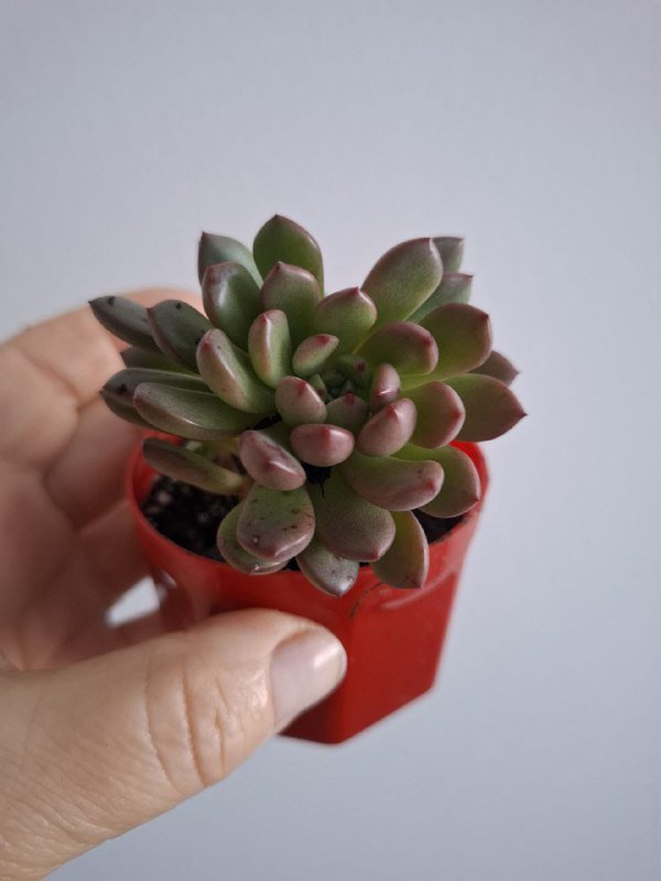 Суккуленты, монстеры разных размеров 6