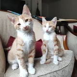 Котята 1