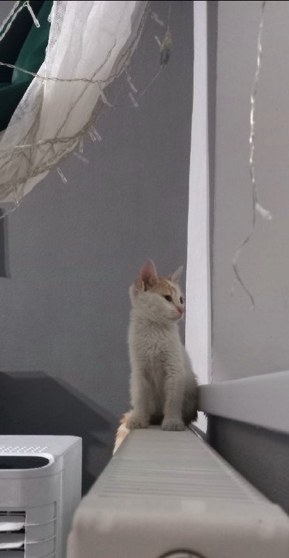 Котята белый с цветными пятнышками 6