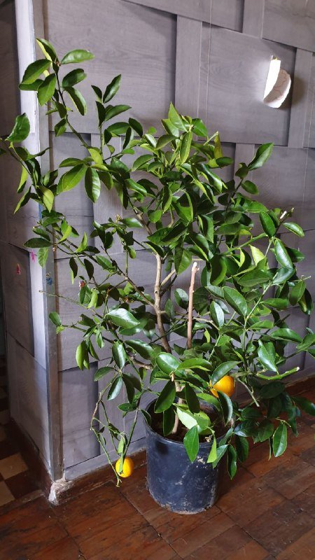 Монстера, Сциндапсус, Филодендрон, Алоказия, Розмарин, Лимон 6