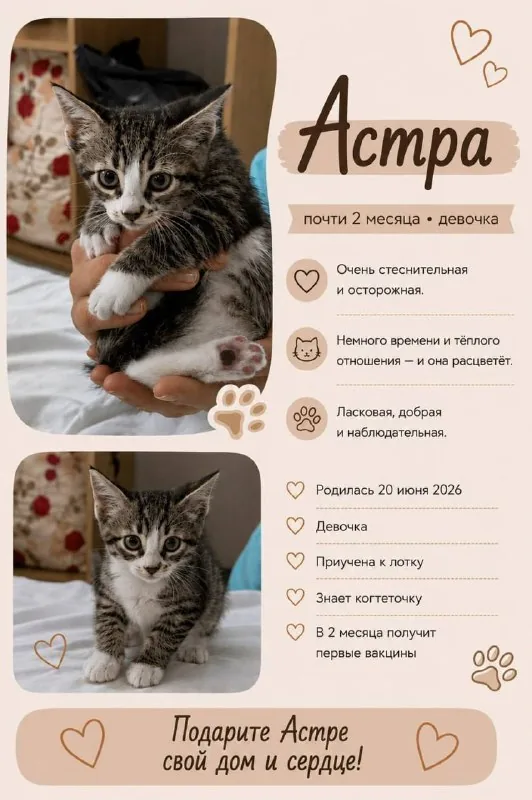 Котята 1