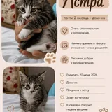 Котята 1