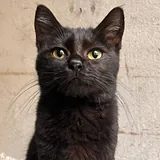 Кошка и кот 2