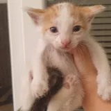 Котёнок в добрые руки 2