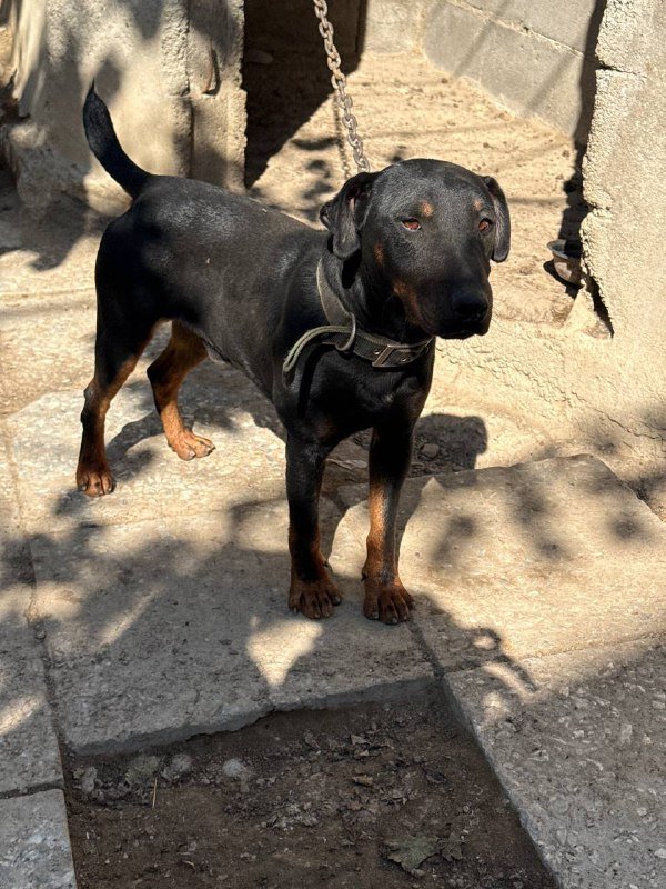 Охотничья собака яктерьер