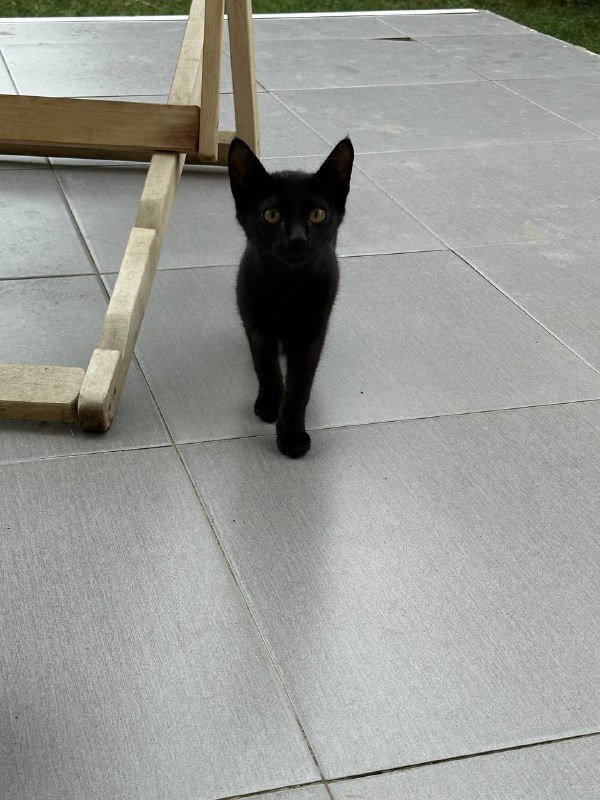 Котята бесплатно 4