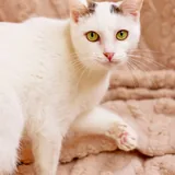 Тильда, кошка 2