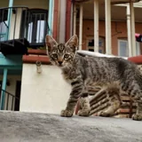 Котенок табби 3