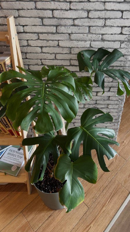 Монстера с горшком Lamela 13 л и опорой 75 см