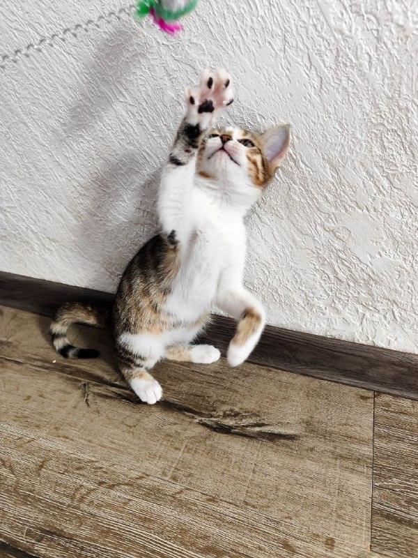 Котята Твиши и Киси 3