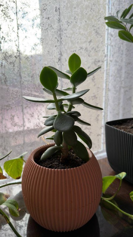 Комнатные растения в горшках, 5 штук 3