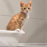 Котёнок Ирис 2