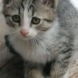 Котята 6