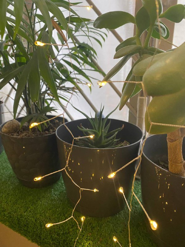 Комнатные растения 3