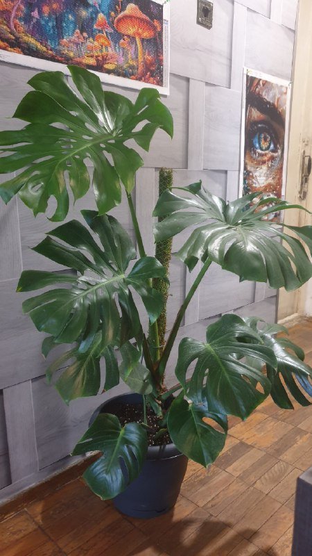 Монстера 130 см на опоре