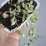 Кактусы, традесканция, хлорофитум, калатея, роули 10