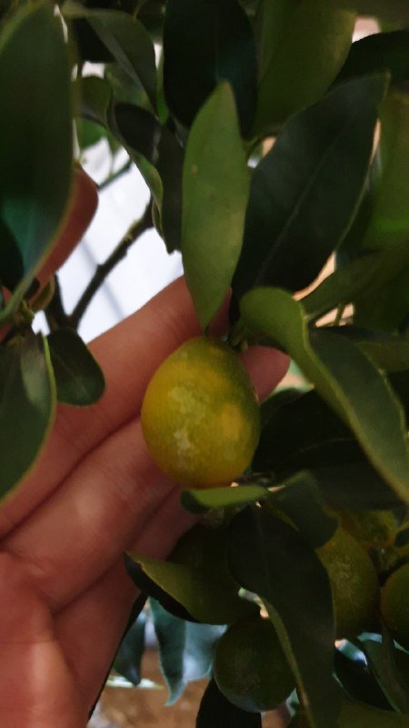 Кумкват с большим количеством плодов высота 160 см 2