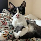 Томми, кошка 5