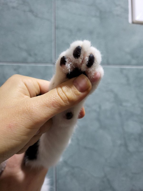 Отдам котенка Котю в ответственные руки 2