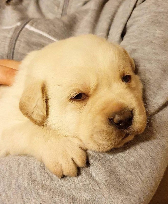 Лабрадор щенок 2 месяца