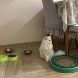 Котята шотландской породы Мия, Чика и Зевс 2