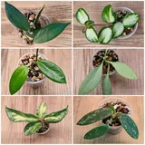 Комнатные растения 4